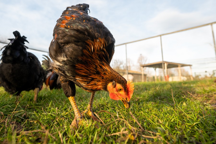In Wolfsburg werden Adoptiveltern für Hühner gesucht. (Symbolbild)
