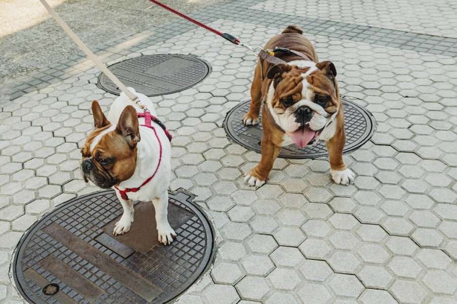 Im Tierheim Wolfsburg wurde der Hund wieder aufgepäppelt. (Symbolbild)