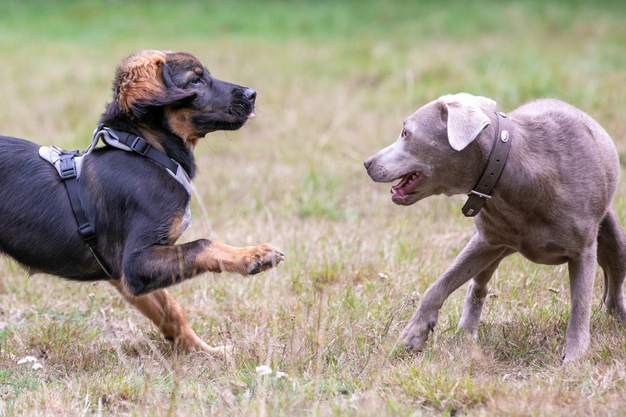 Hunde können sich in Braunschweig auf mehr Auslauf freuen. (Symbolbild)