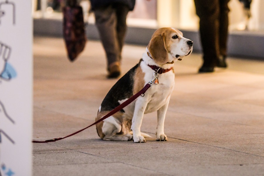 Ein Hund wurde in Braunschweig falsch angebunden. (Symbolbild)