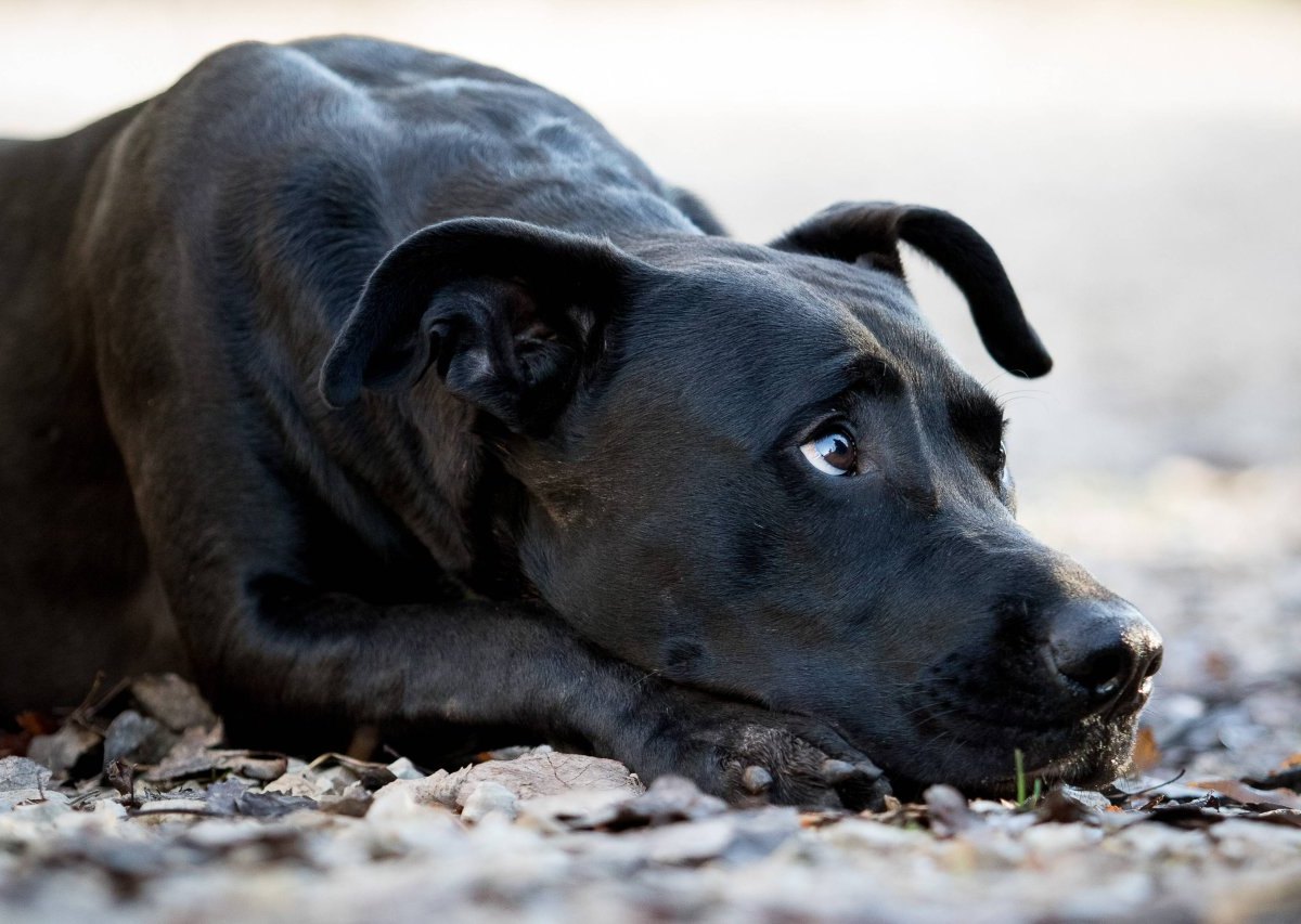 Hund Salzgitter.jpg