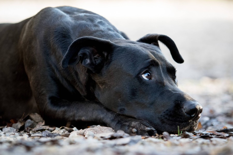 Wartet auf Hund Zahir aus Salzgitter bald ein neues Zuhause? (Symbolbild)