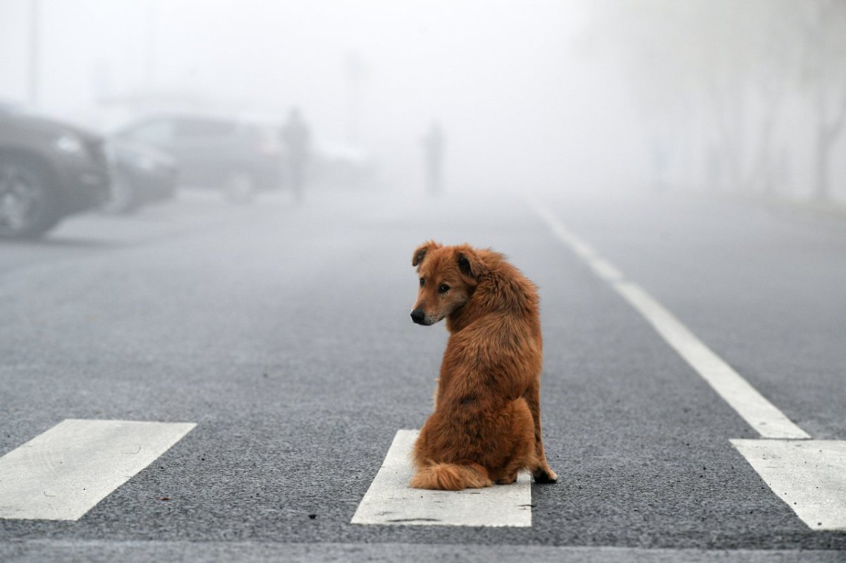 Hund Tierheim Salzgitter.jpg