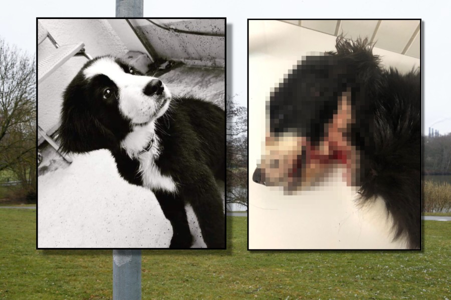 Hund Monti ist tot. Nun veröffentlicht die Tierhilfe Wolfsburg sensible Bilder, die wir mit Absicht gepixelt haben.