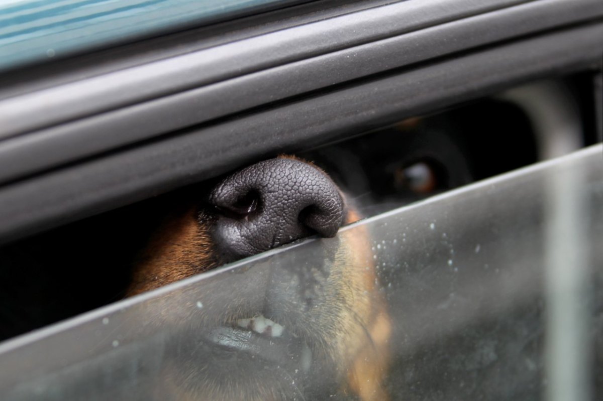 Hund im auto