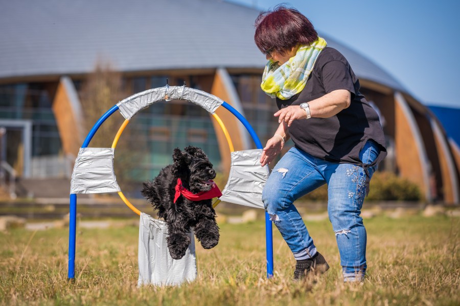 Mindestens 20 Mal sollte ein Hund aus Hannover durch einen Reifen springen. Doch der Amerikanische Cockerspaniel „Gil“ schaffte eindeutig mehr...