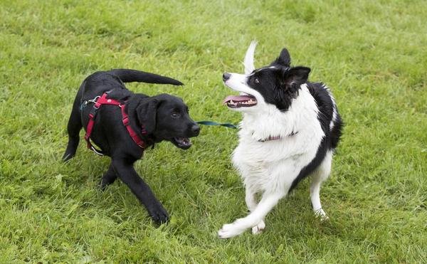 Hunde im Park