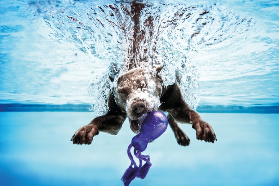 Hunde dürfen ins Wasser, Menschen nicht. (Archivbild)