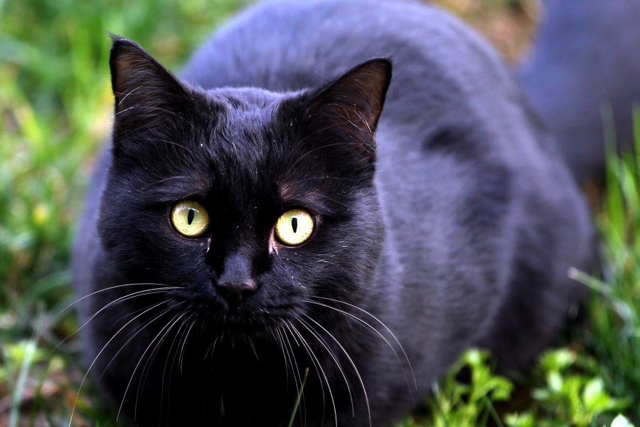 Kater „Silent“ aus Gifhorn ist eine taube Katze. (Symbolbild) 