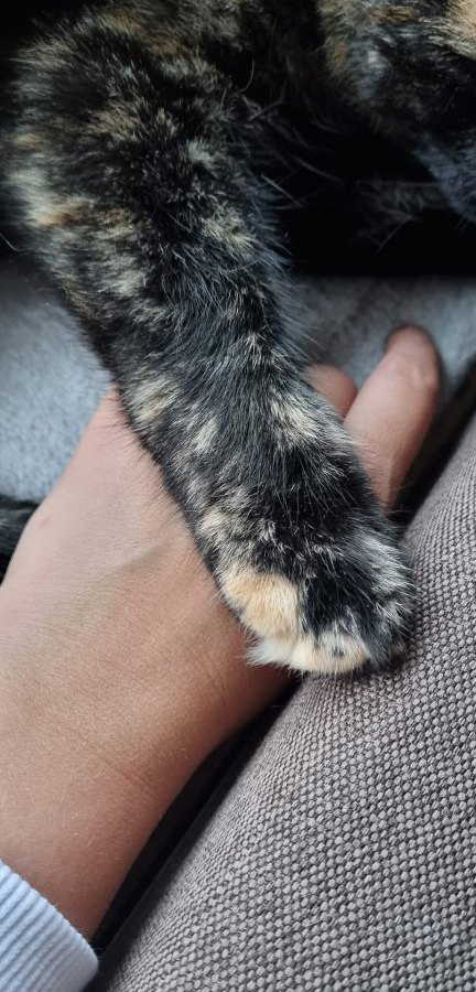 Katzenpfote mit Menschenhand