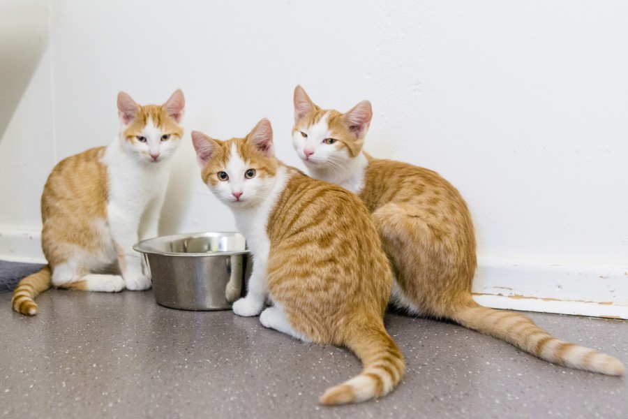 Drei jungen Kitten teilen sich einen Futternapf. Mit ihnen leben aktuell 71 weitere Katzen im Tierheim Salzgitter.