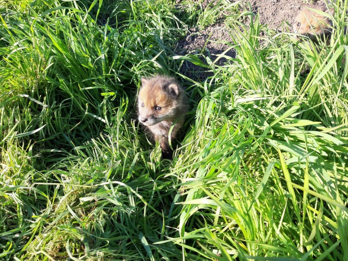 Kreis Wolfenbüttel Frau Fuchs Natur Spaziergang Ausflugsort Ausflüge Niedersachsen