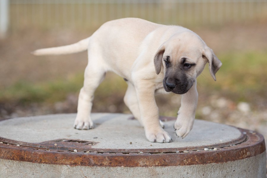 Niedersachsen: Der Kangal-Welpe überlebte die Krankheit nicht. (Symbolbild) 