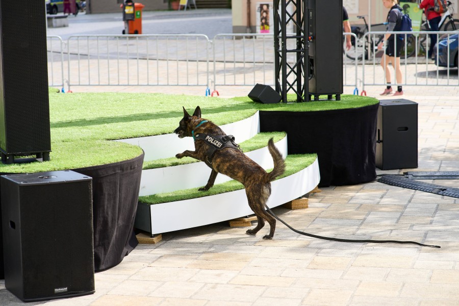 Hund in Niedersachsen: Polizeihunde mit einer dualen Ausbildung arbeiten derzeit in Teilzeit. (Symbolbild)