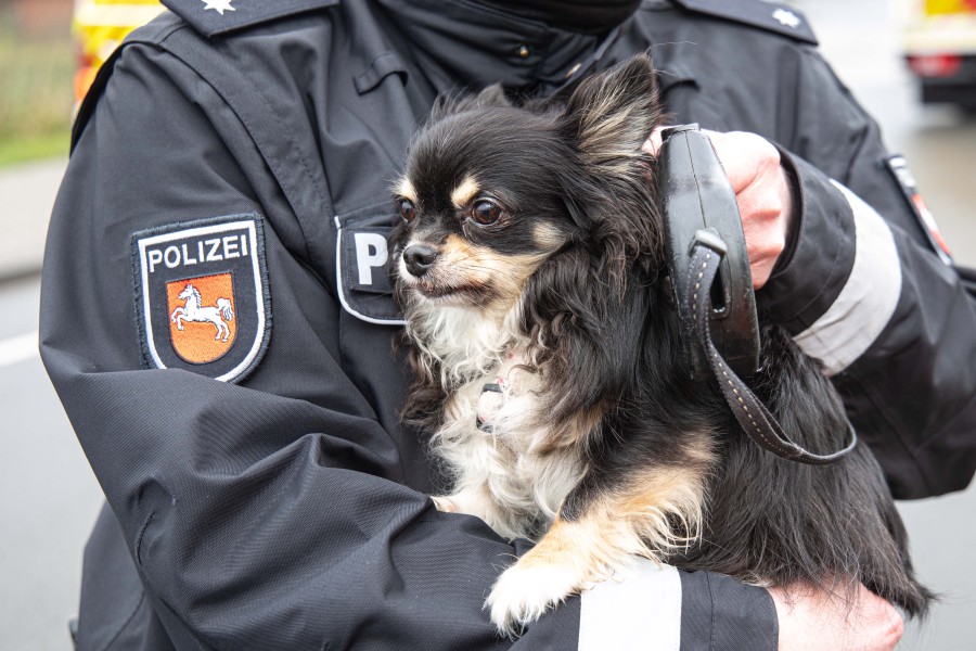 Die Polizei hat sich um Hund „Chippy“ gekümmert. 