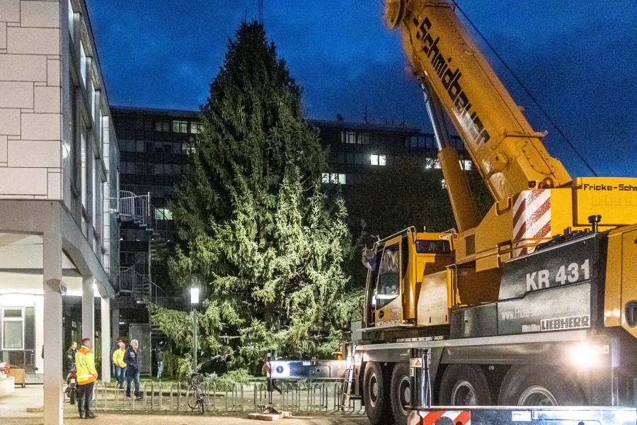 Auf dem Baum in Salzgitter wartet nun eine 100 Meter lange Lichterkette. 