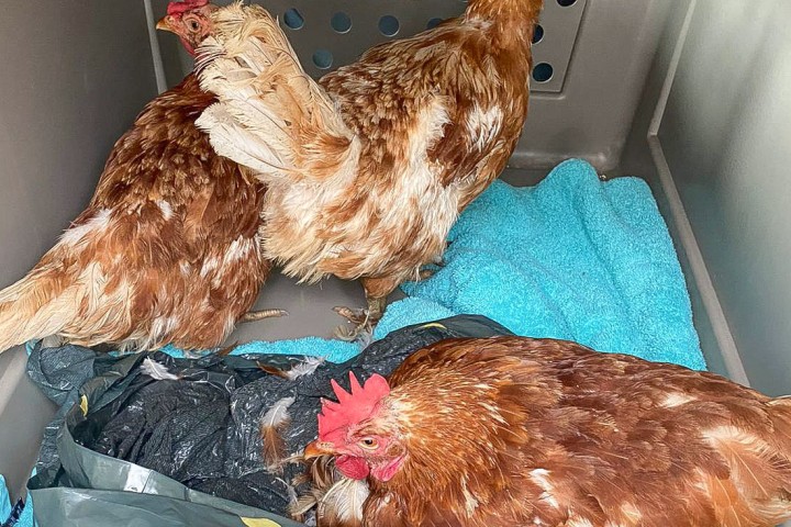 Unbekannte haben vor Kurzem drei Hühner einfach in einem Müllbeutel weggeschmissen. 