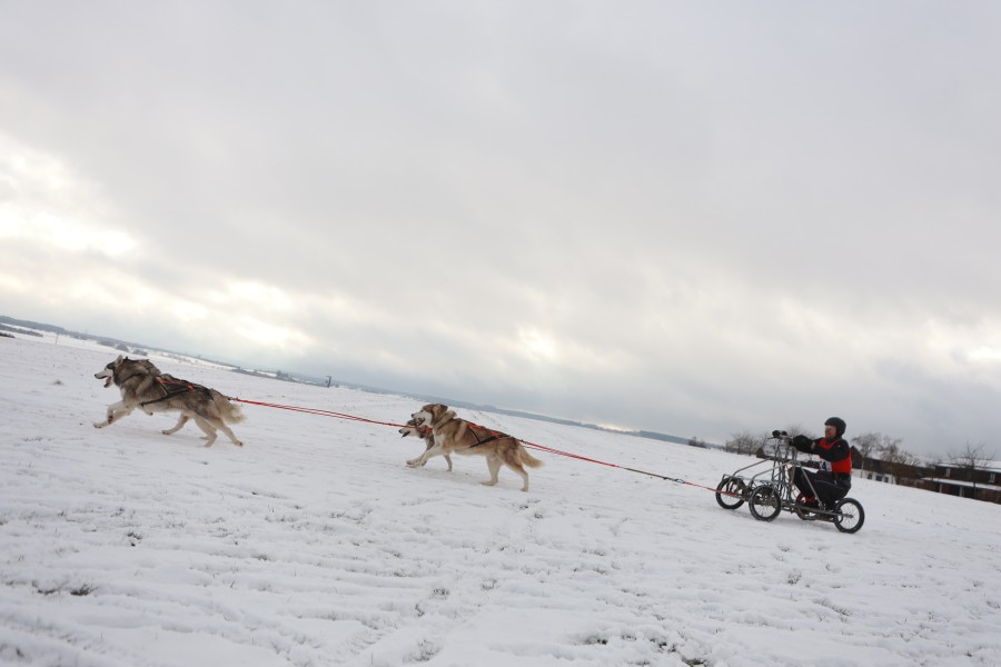 Im Harz wurde es wild! In 11 Kategorien kämpften die Schlittenhunde um den Sieg. 