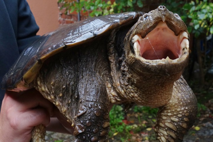 Im Kreis Peine ist diese Schnappschildkröte gefunden worden. Beim NABU in Leiferde findet man das nicht so toll. 