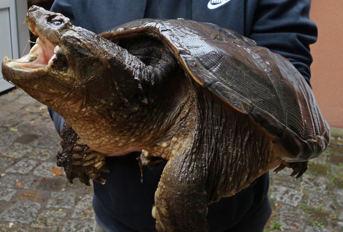 Schnappschildkröte schildkröte peine