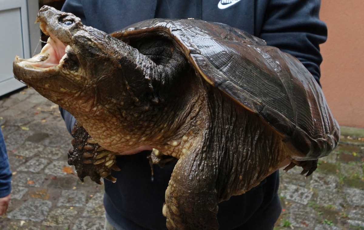 Schnappschildkröte schildkröte peine