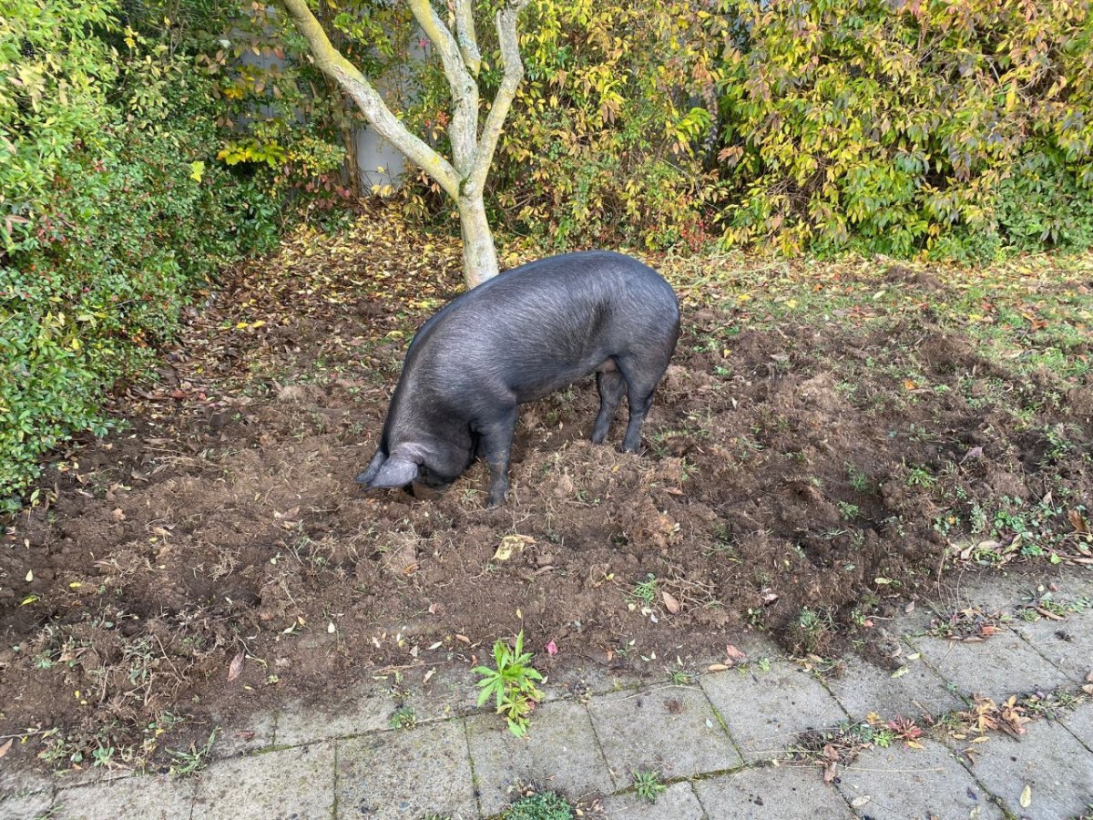 Schwein ausgerissen Helmstedt