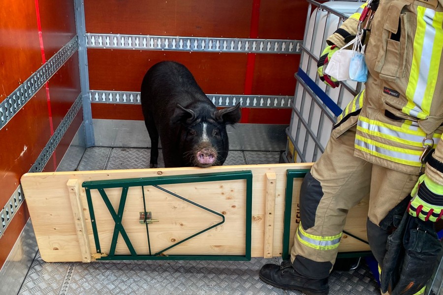 Auf dem Gerätewagen der Feuerwehr wurde das Tier in Sicherheit gebracht.