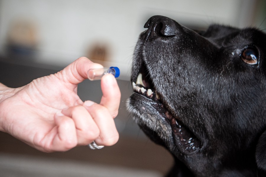 Auch ein Mantrailer-Hund war im Einsatz, um den Mann zu finden. (Symbolbild)