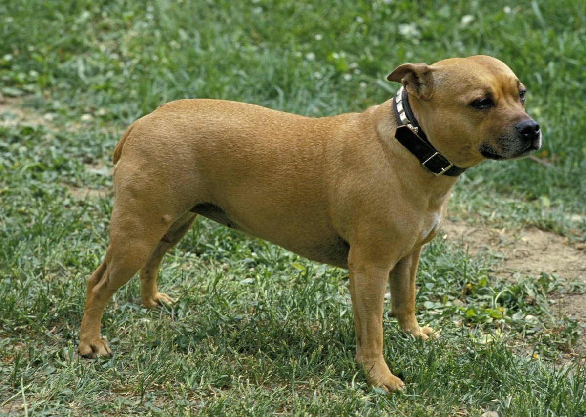 Staffordshire Terrier.jpg