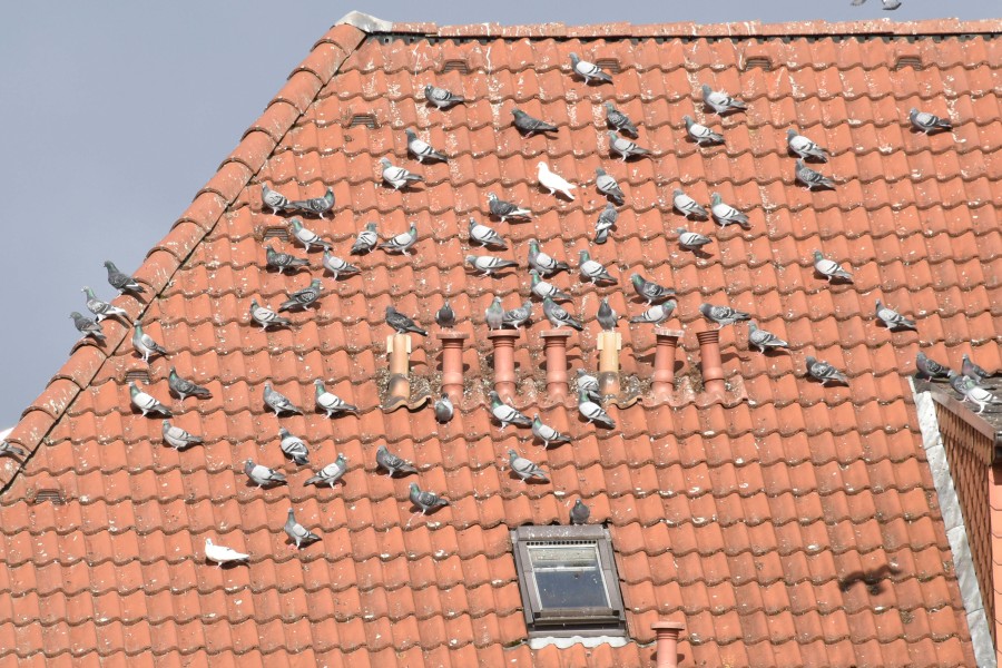 Nahrungsschwärme können mehrere Kilometer gemeinsam bekannte, ergiebige Nahrungsquellen anfliegen.