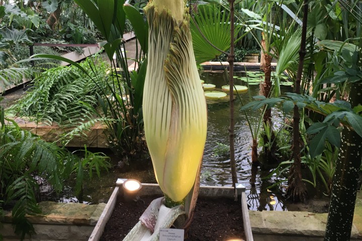 Die Blüte der Titanenwurz wird bald vollständig blühen. So sieht die Blüte am 19. November 2021 aus. 