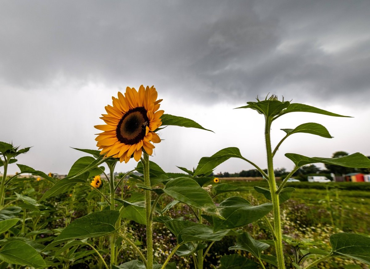 Wetter Niedersachsen.jpg