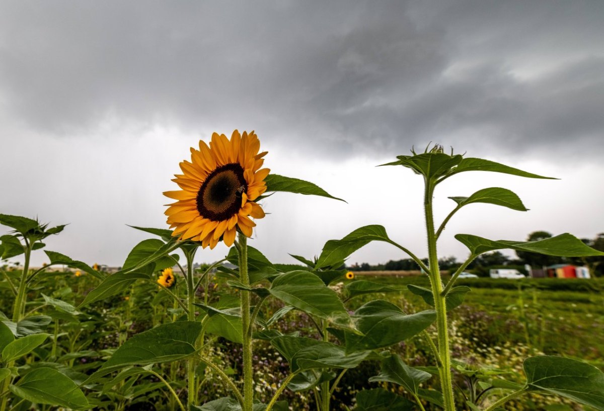 Wetter Niedersachsen.jpg