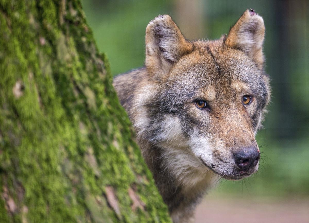 Wolf-Niedersachsen.jpg