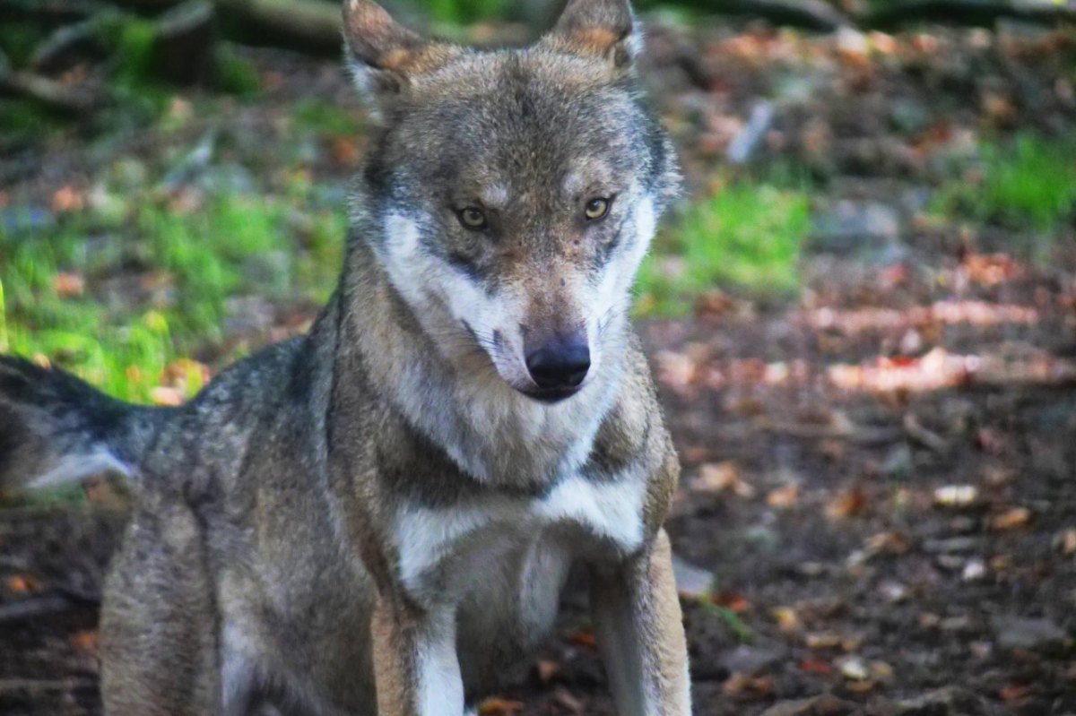 Wolf Niedersachsen.jpg