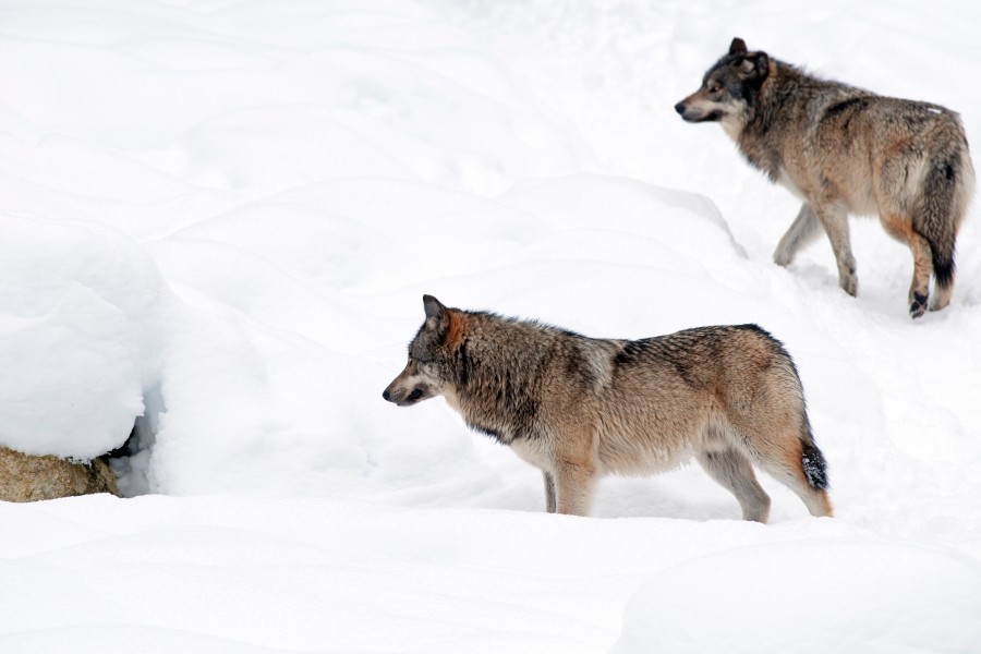 Wolf in Gifhorn: Handelt es sich um mehrere Wölfe? 