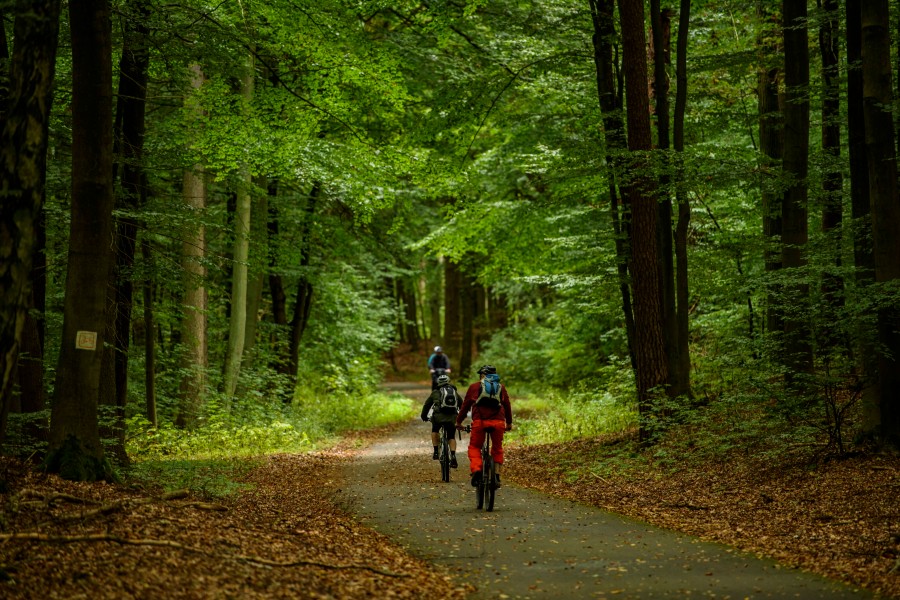 In einem Wald in Wolfsburg ist ein Mann mit Fahrrad auf eine Gruppe Jugendlicher getroffen. (Symbolbild)