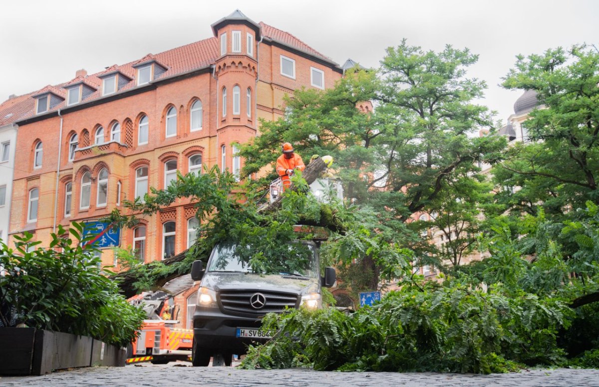 baum hannover wedekindplatz