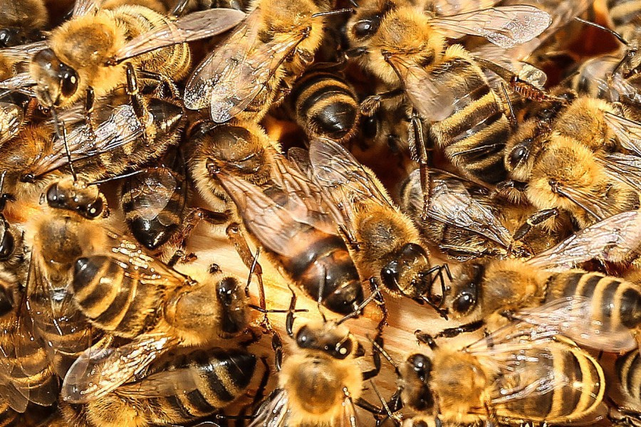 Wenn die Bienenkönigin in dem einen Kasten noch lebt, besteht Hoffnung für ihr Volk. (Symbolbild)