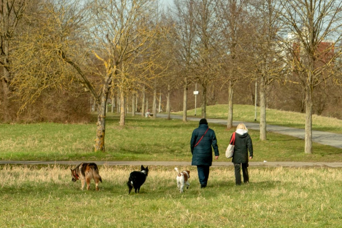 braunschweig hund gassi.jpg