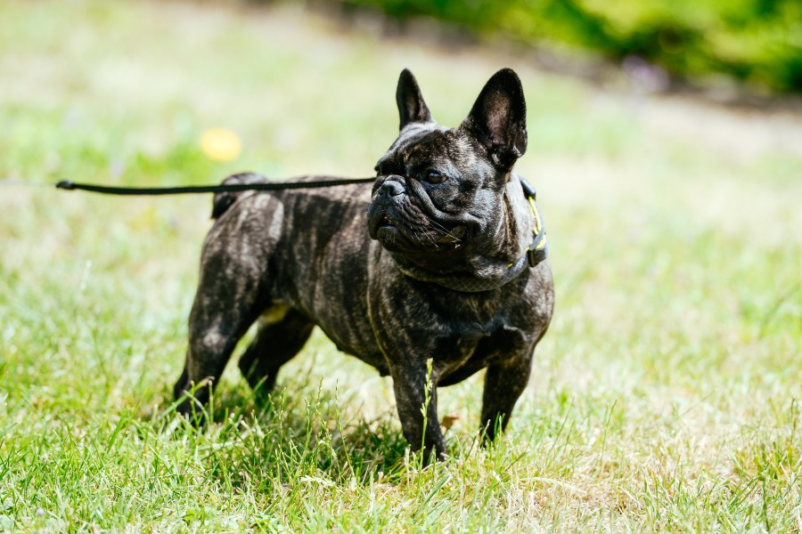 DIe Bulldogge des Hannover-Keepers musste notoperiert werden. (Symbolbild)