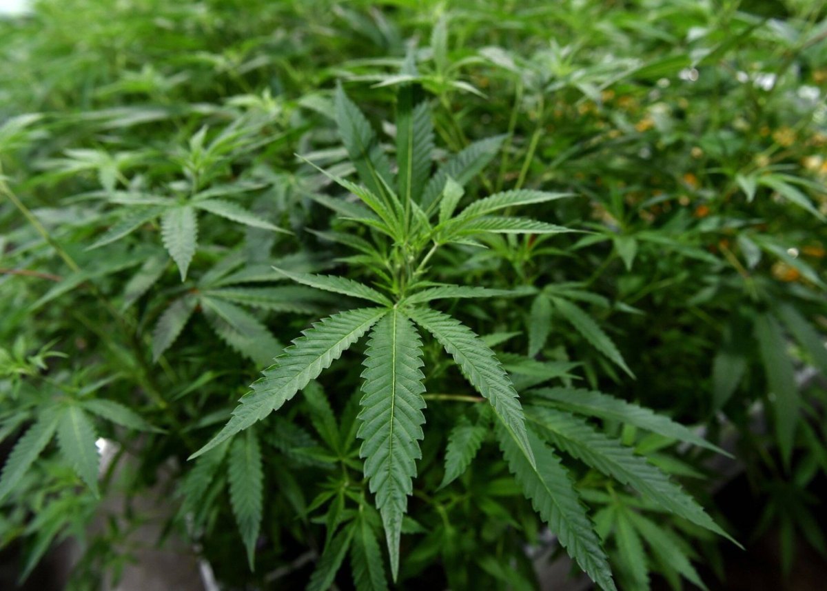 cannabis marihuaha pflanzen hannover