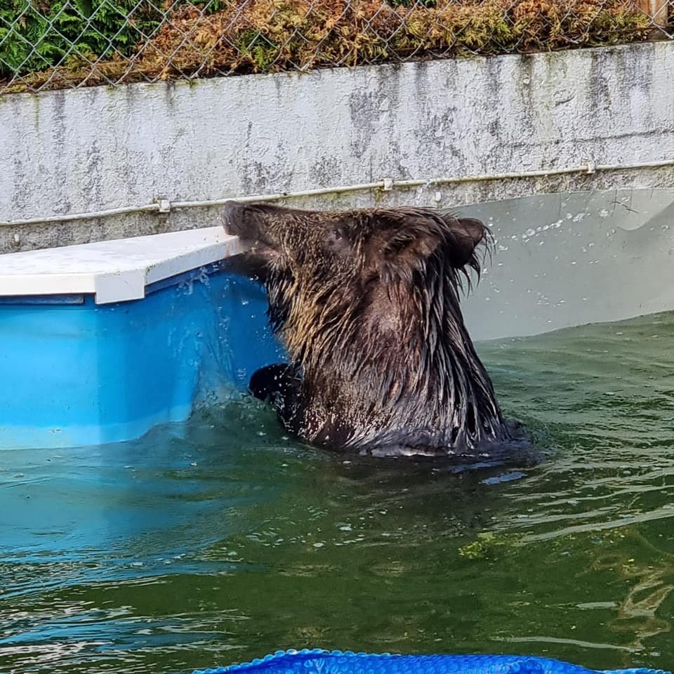 celle wildschwein pool