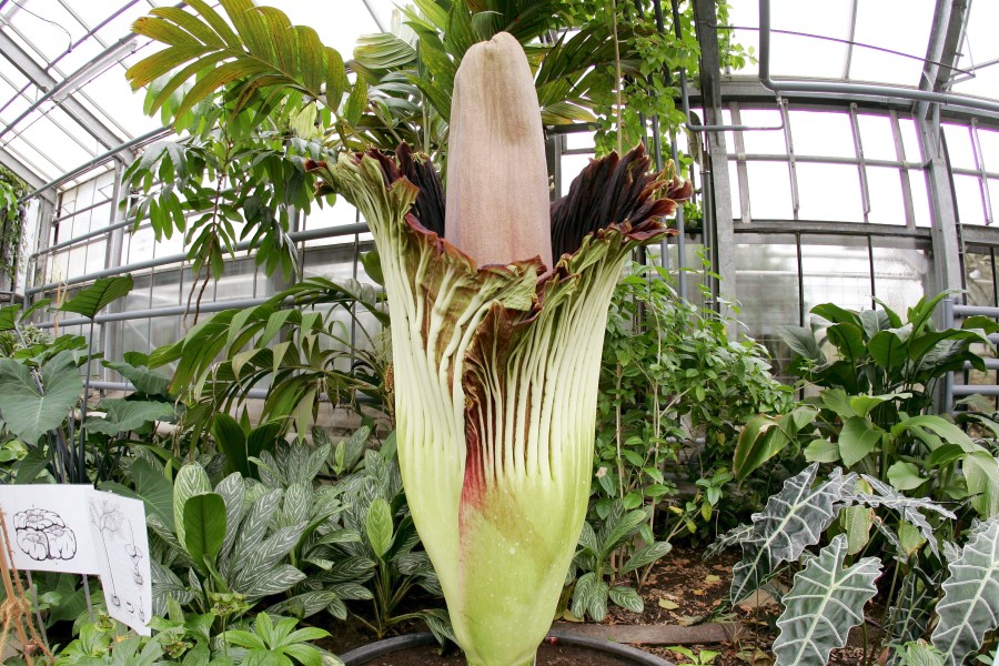 So wird die größte Blume der Welt während ihrer Blüte in Hannover aussehen. (Archivbild)