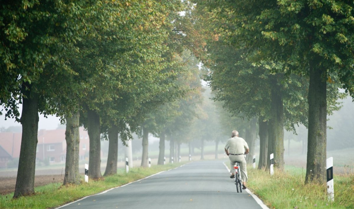 fahrrad fahrradfahrer rad landstraße allee bundesstraße