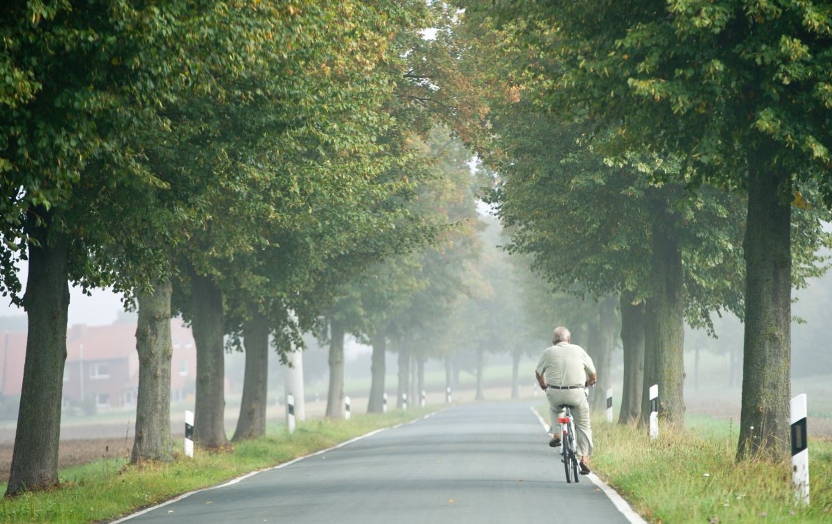 fahrrad fahrradfahrer rad landstraße allee bundesstraße