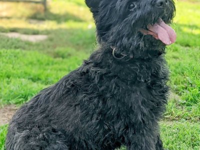 fliou salzgitter hund.jpg