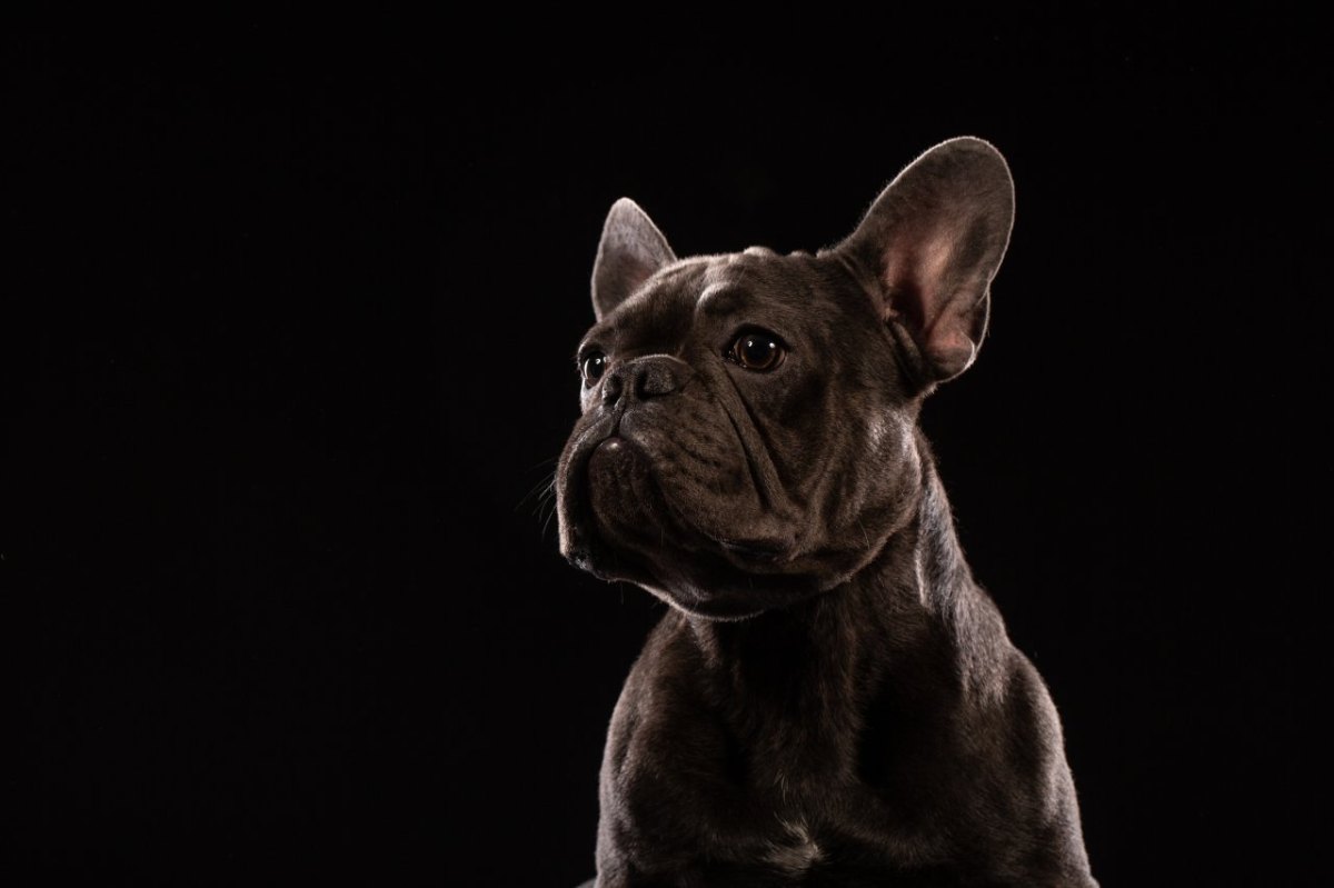 französische bulldogge hund paul grußendorf gifhorn