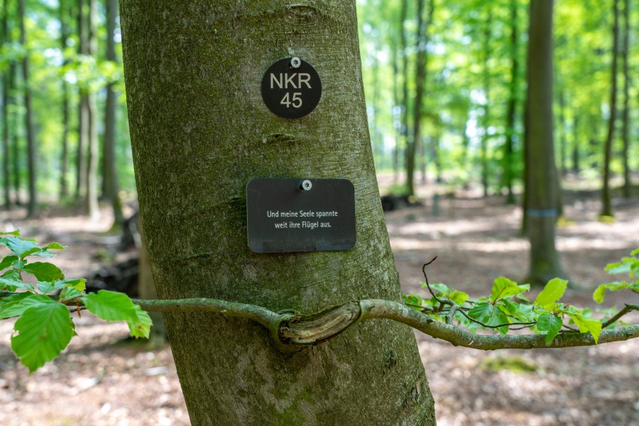 Nur eine kleine Tafel erinnert in einem Friedwald an die Verstorbenen. Grabsteine gibt es nicht. (Archivbild)