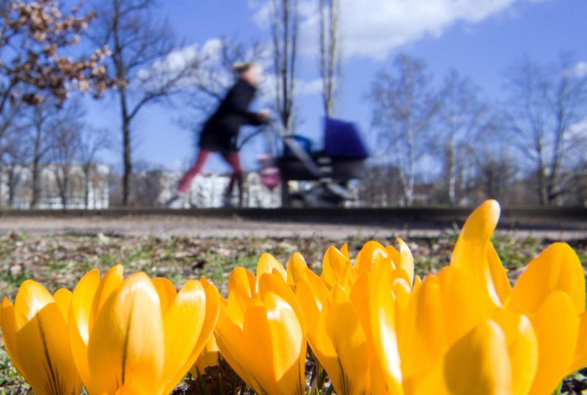 frühling krokusse blumen frau